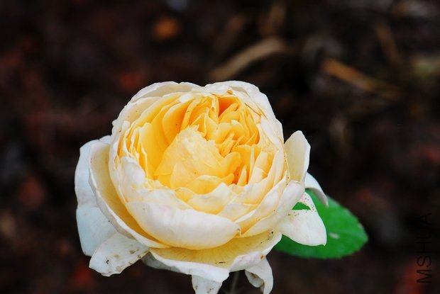 DSC_0281.JPG