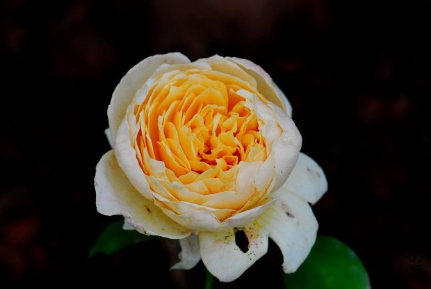 DSC_0286.JPG