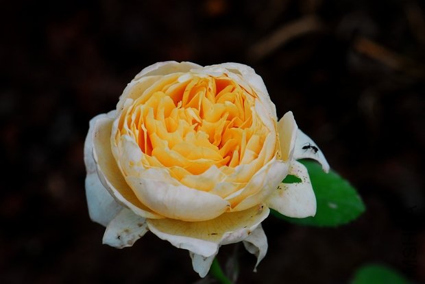 DSC_0288.JPG