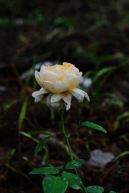 DSC_0285.JPG