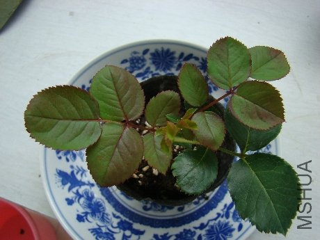 DSC03186.JPG