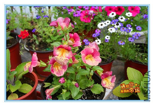 ��Ƭ 012_������1.jpg