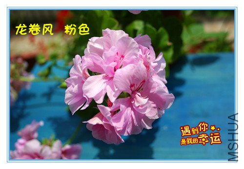 ��Ƭ 096_���������� ��ɫ.jpg