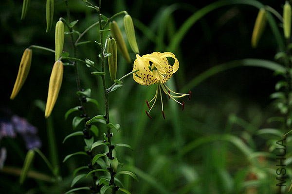 70707_ 052_ougononiyuri1.jpg