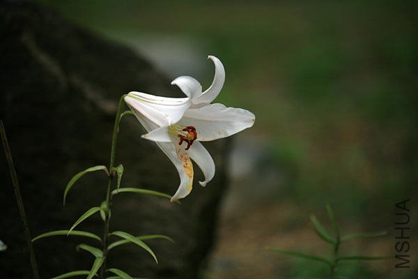 70707_ 098_nioiyuri1.jpg