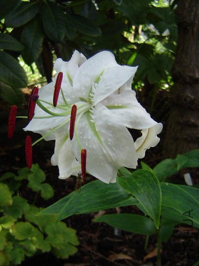 Lilium speciosum var album 1.jpg