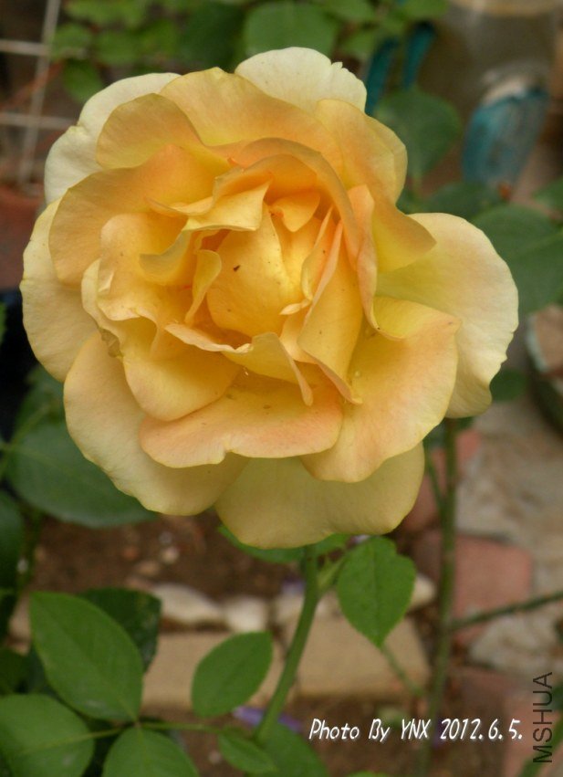 2012.6.5. 008_conew1.jpg