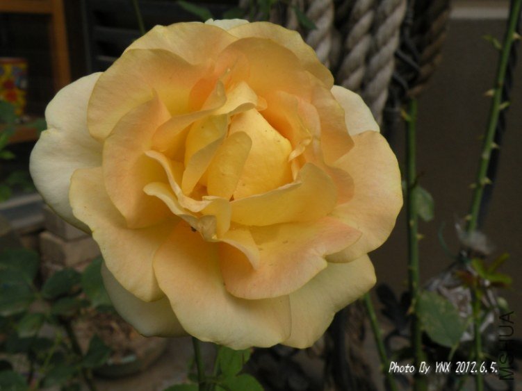 2012.6.5. 007_conew1.jpg