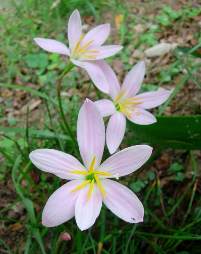 Zephyranthes \'Grandjax\'\'.jpg