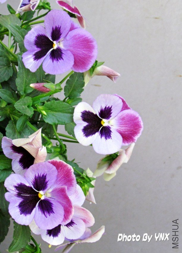 2011.5.12 048_conew1.jpg