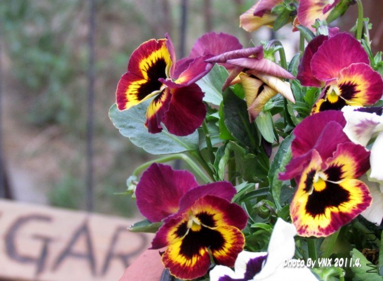 2011.4 046_conew1.jpg