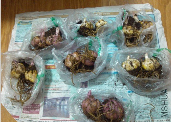 ȫ�����������е���Ƥ