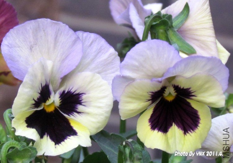 2011.4 47_conew1.jpg