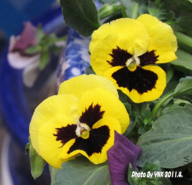 2011.4 060_conew1.jpg