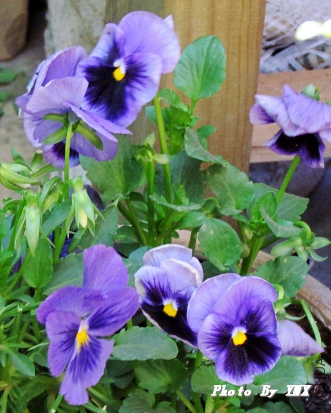 2011.5.12 050_conew1.jpg