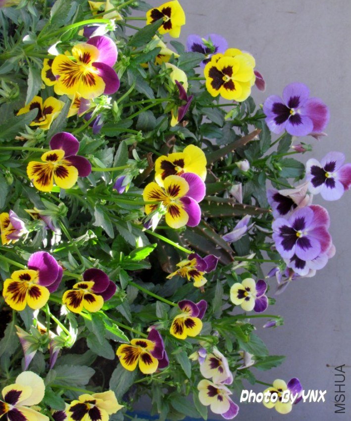 2011.5.12 049_conew1.jpg