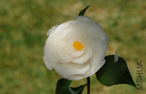 DSC_3966_SS.jpg
