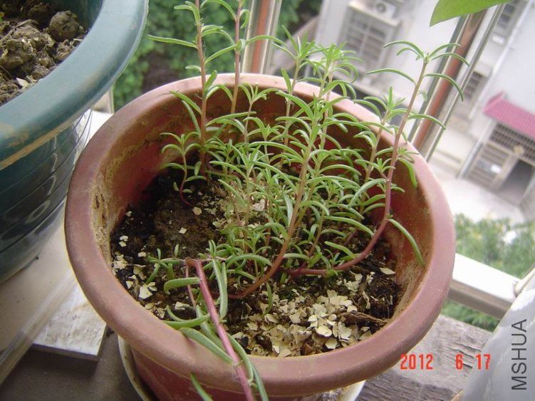 DSC00620.JPG