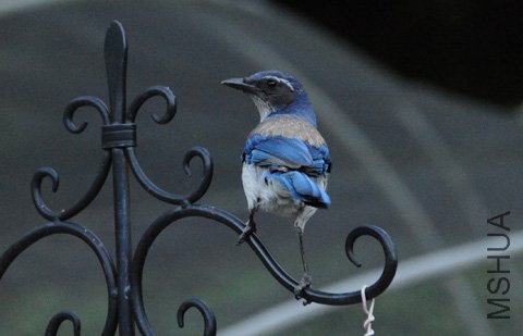 DSC_4137_SS.jpg