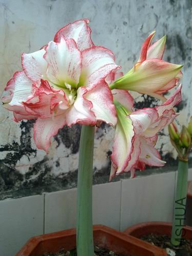 ������С 201203301791.jpg