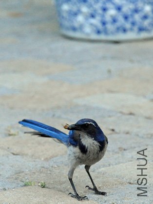 DSC_4141_SS.jpg
