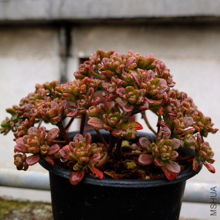 1DSCF1638.jpg