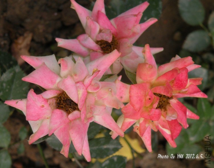 2012.6.5. 010_conew1.jpg