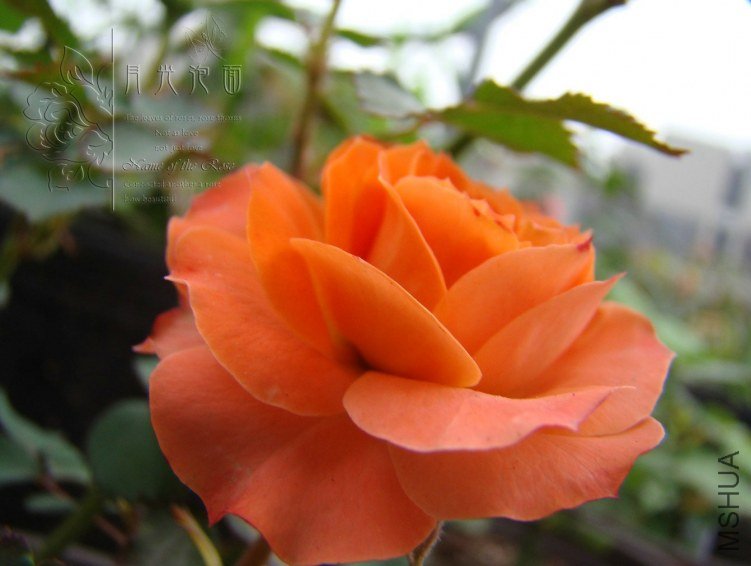 QQ��ͼ20120621212137.jpg