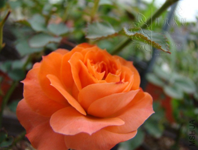 QQ��ͼ20120621212153.jpg