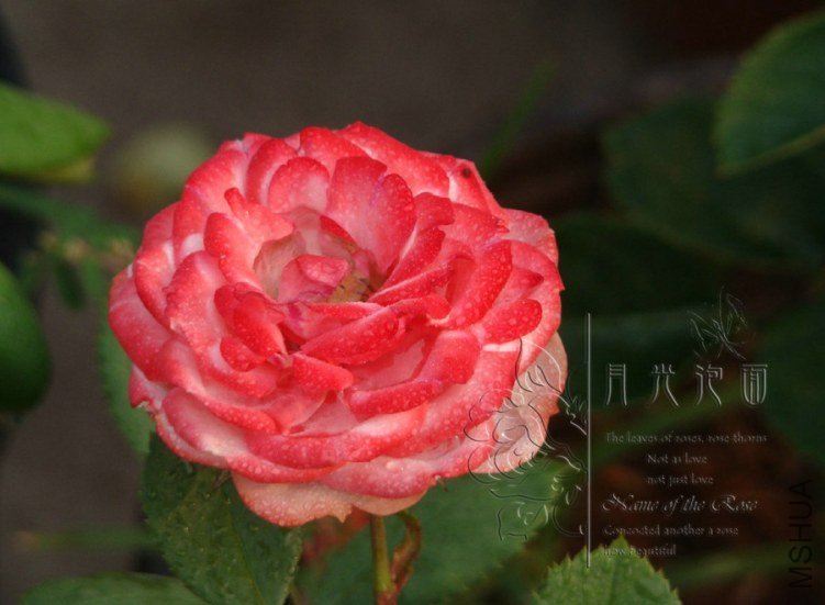 QQ��ͼ20120621212335.jpg