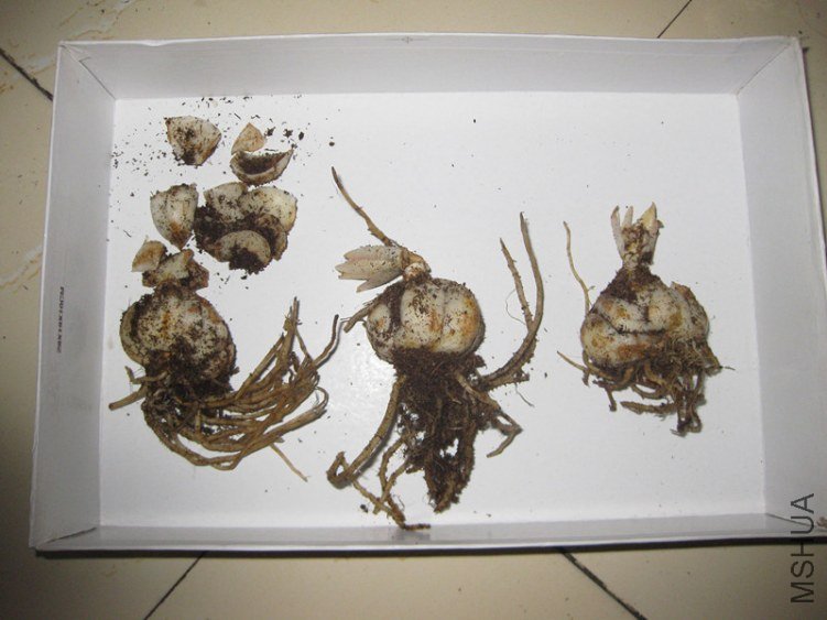 ��ɫ����