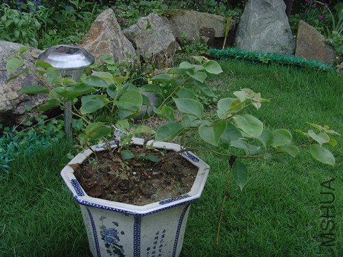 ���ŵ���