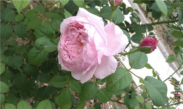 IMAG0286_����.jpg