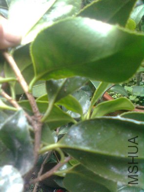 ͼ��0081.jpg