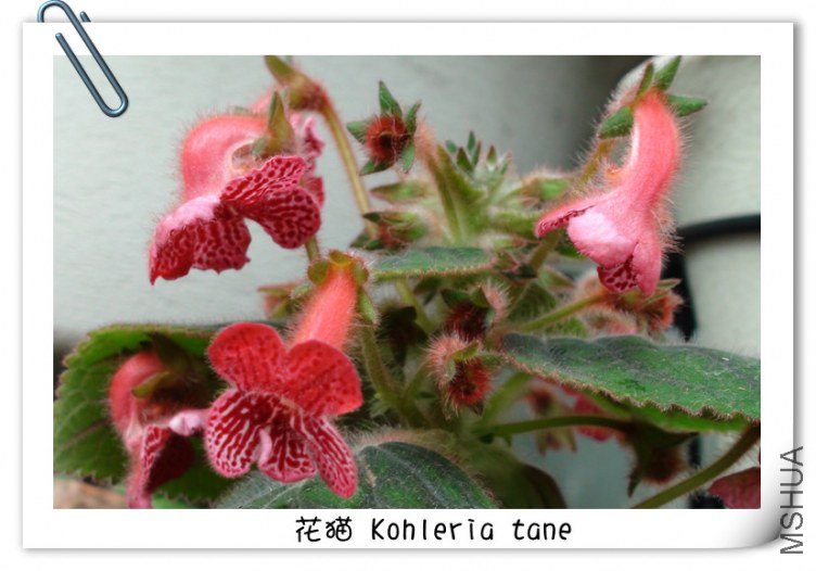 ��è Kohleria tane.jpg