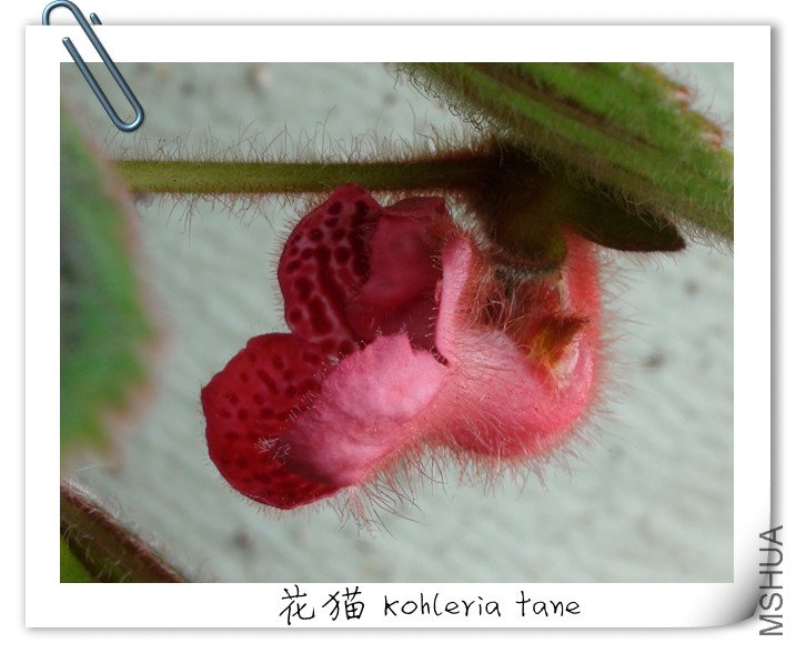 ��è Kohleria tane   2.jpg