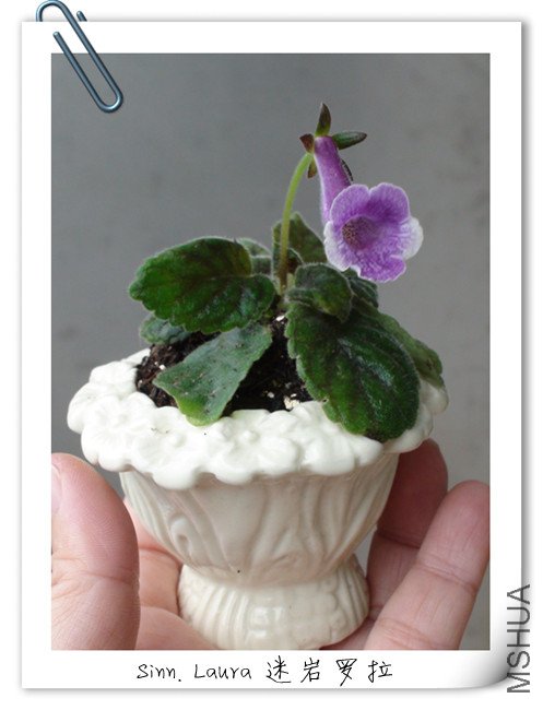 Sinn. Laura ��������  2.jpg