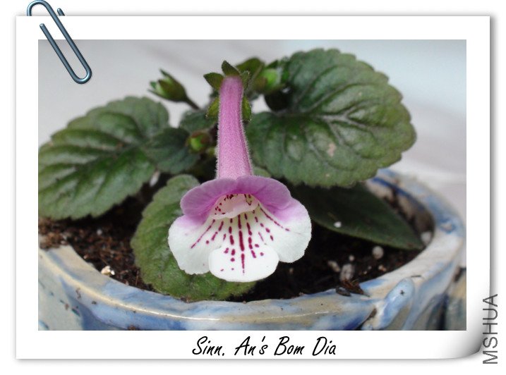 Sinn. An\\'s Bom Dia.jpg