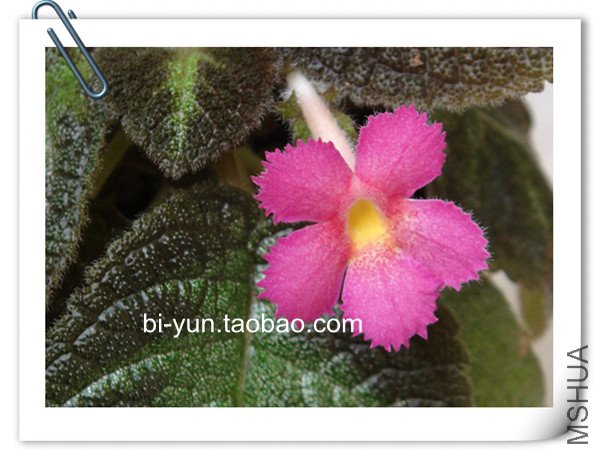 ϲ��Ep.Silver Sheen_����.jpg