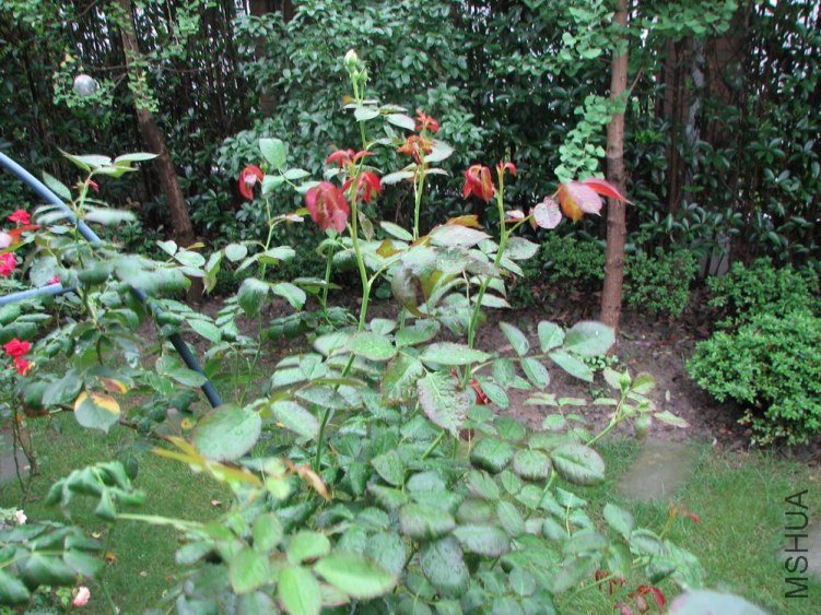 ������С IMG_2420.jpg