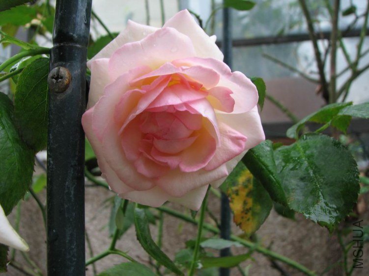 ������С IMG_2425.jpg