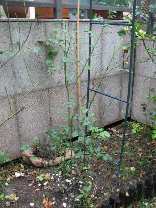 ������С ������С ��ת IMG_2431.jpg