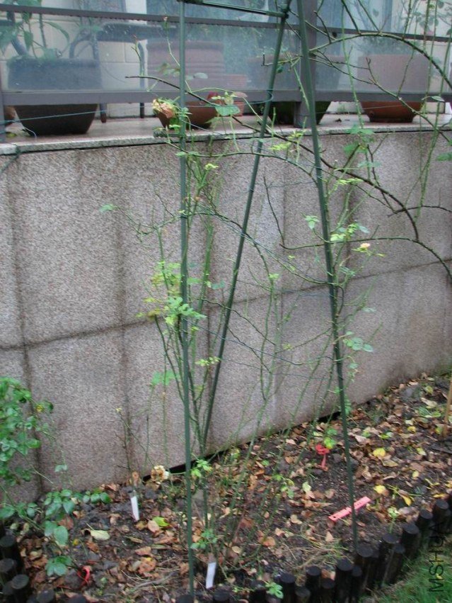 ������С ������С ��ת IMG_2433.jpg