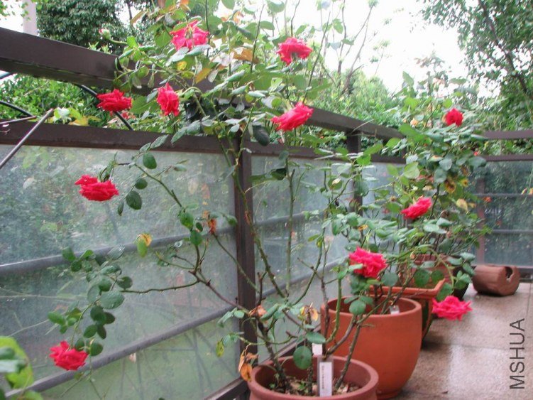 ������С IMG_2416.jpg