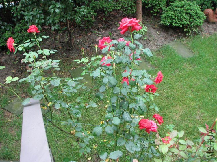 ������С IMG_2417.jpg