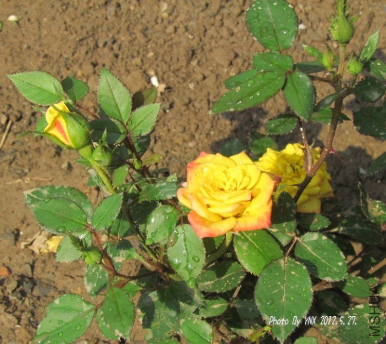 2012.5.27. 017_conew1.jpg