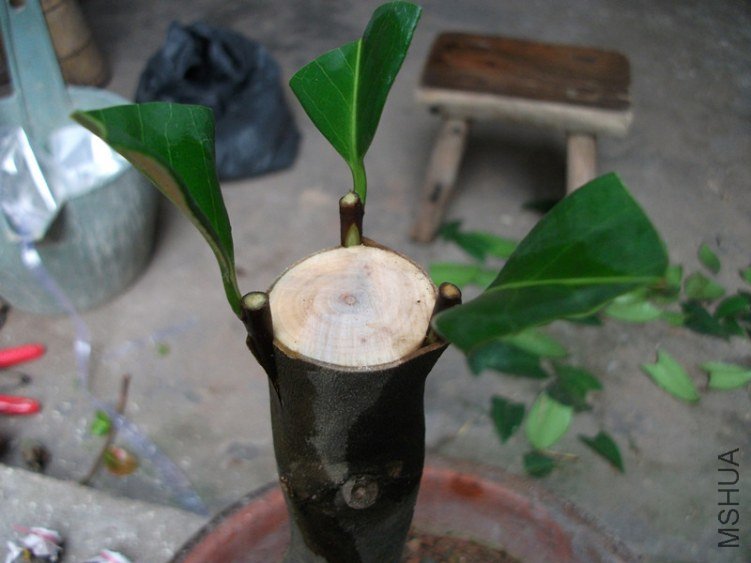 ������뵶��