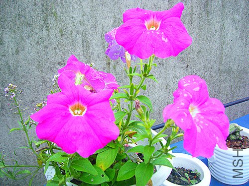 dscf6957_����.jpg