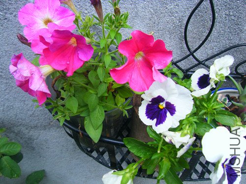 dscf6955_����.jpg