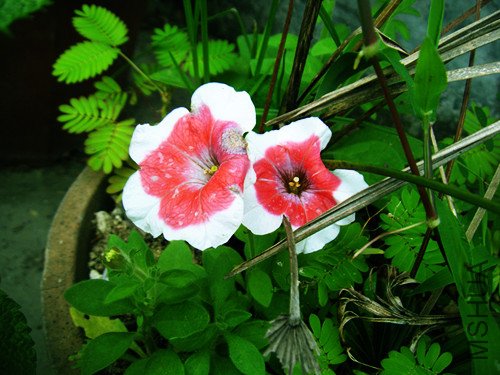 dscf7065_����.jpg